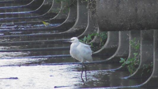 飛島村で見かけたキセキレイ 手前はコサギ