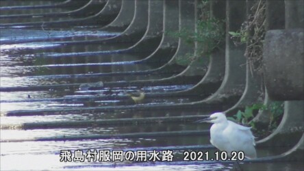 飛島村で見かけたキセキレイ 手前はコサギ