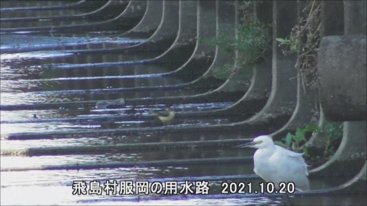 飛島村で見かけたキセキレイ 手前はコサギ