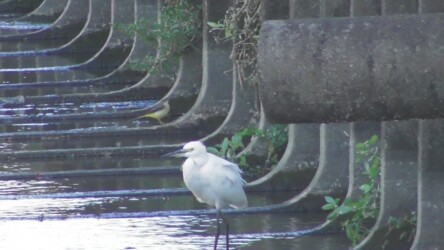 飛島村で見かけたキセキレイ 手前はコサギ