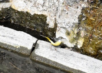 宝川の用水路のキセキレイ