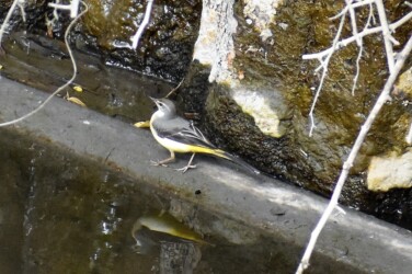 宝川の用水路のキセキレイ