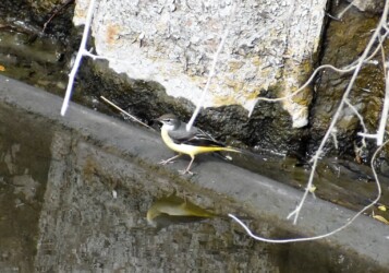 宝川の用水路のキセキレイ