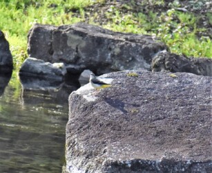 ハリヨ公園のキセキレイ