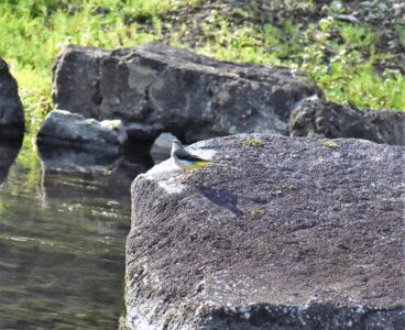 ハリヨ公園のキセキレイ