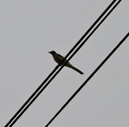 天童で見かけたキセキレイ