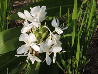 ショウガ(ジンジャーリリー)の花