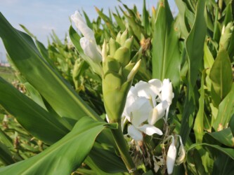 ショウガ(ジンジャーリリー)の花