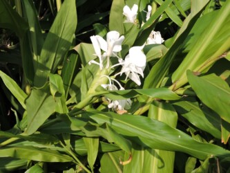 ショウガ(ジンジャーリリー)の花