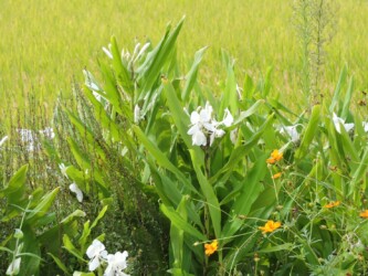 ショウガ(ジンジャーリリー)の花