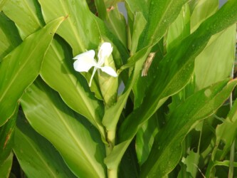 ショウガ(ジンジャーリリー)の花