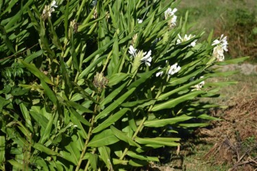 ショウガ(ジンジャーリリー)の花
