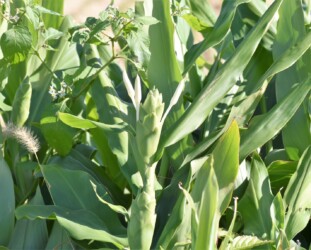 ショウガ(ジンジャーリリー)の花