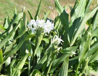ショウガ(ジンジャーリリー)の花