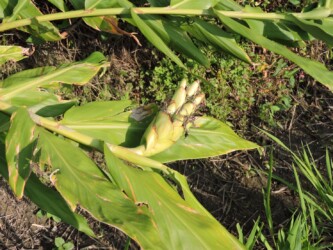 ショウガ(ジンジャーリリー)の実?