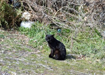 雑木林で見かけたネコ