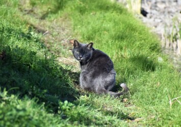 雑木林で見かけたネコ