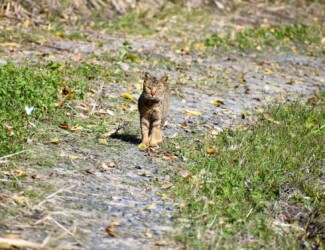 雑木林で見かけたネコ