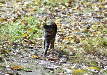 雑木林で見かけたネコ