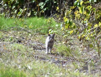 雑木林で見かけたネコ