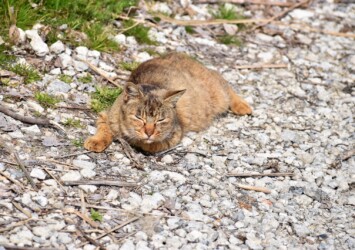 女性が来るのを待つトラネコ