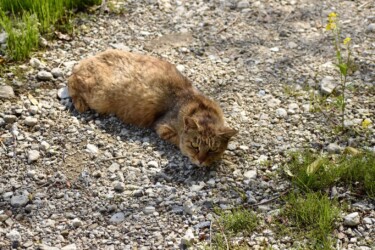 女性が来るのを待つトラネコ