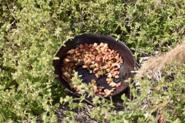 置いていった餌を