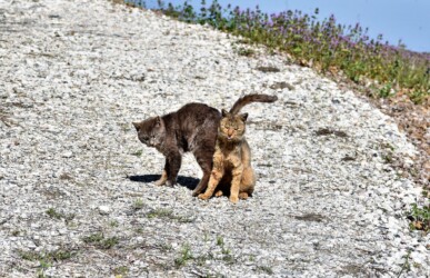 親のトラネコに甘える子ども?