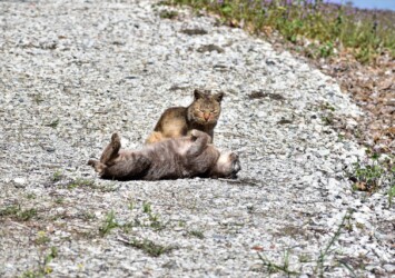 親のトラネコに甘える子ども?