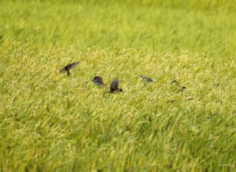 2番穂に集まるスズメ