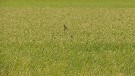 2番穂に集まるスズメ