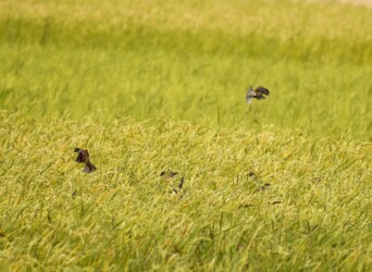 2番穂に集まるスズメ