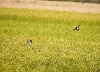 2番穂に集まるスズメ