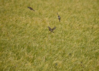 2番穂に集まるスズメ