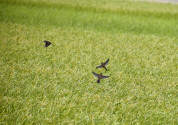 2番穂に集まるスズメ