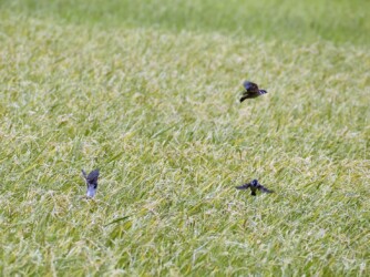 2番穂に集まるスズメ