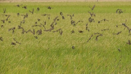 危険を感じて避難するスズメの群れ