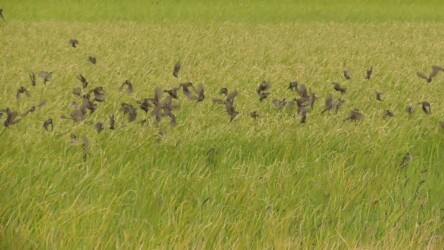 危険を感じて避難するスズメの群れ