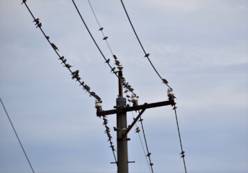 電信柱の電線に避難したスズメ