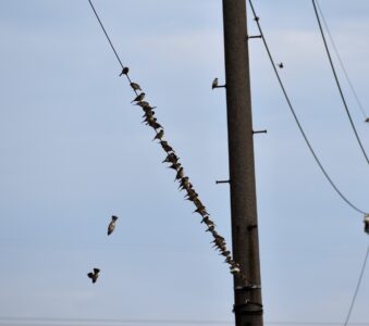 また田んぼに降りていくスズメ
