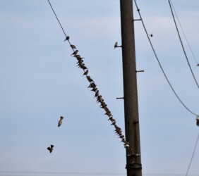 また田んぼに降りていくスズメ