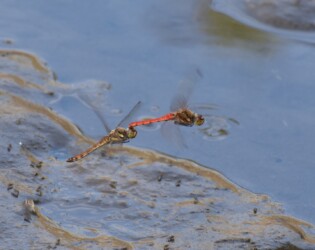アキアカネの連結飛翔