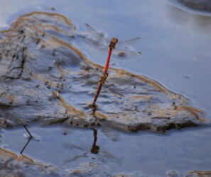 アキアカネの連結産卵