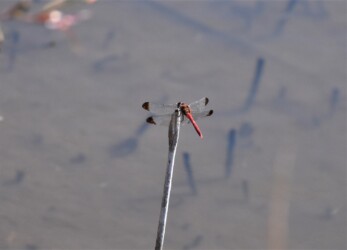 コノシメトンボ