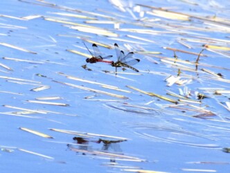 コノシメトンボの連結飛翔