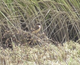 永和で見かけたノビタキ
