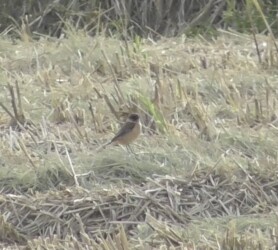 永和で見かけたノビタキ