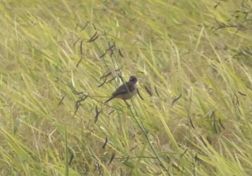 永和で見かけたノビタキ