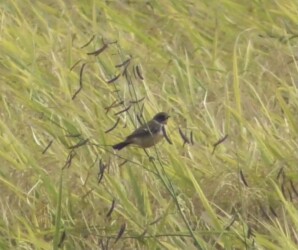 永和で見かけたノビタキ
