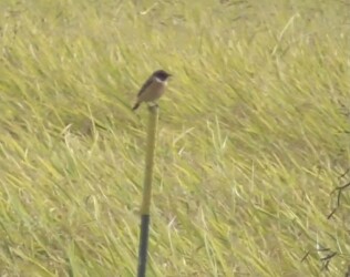 永和で見かけたノビタキ